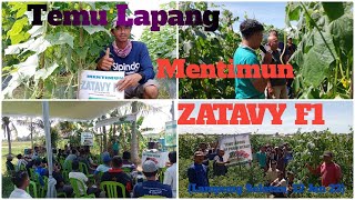 Temu Lapang Mentimun ZATAVY F1 #mentimun  #cappanahmerah #lampungselatan