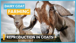 Dairy Goat Farming (Lesson 4) - Reproduction