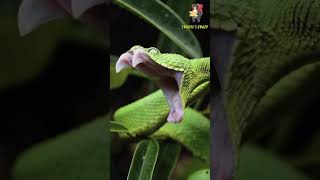 Green Snake traveling shorts - traveling video | travel whatsapp status #shortstrending