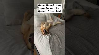 Queen of the House 🐶😂 #funnydogs #dogshorts #doglovers #shortsyoutube #belgianmalinois