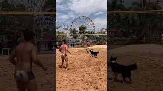 El Mejor Jugador #shorts #dog #play