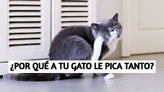 ¿Por Qué Tu Gato Pica Tanto?