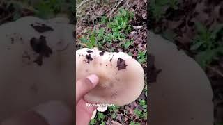 Қозықұйрық қалай өседі | как растёт гриб 🍄