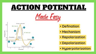 Action Potential, Depolarization, Repolarization, Refractory Period, Physiology Made Easy