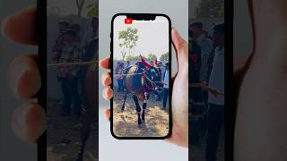 Sundar bail 🔥🔱 || #viral #bailgadasharyat #mumbai #india #farmer #bullrace #bullrace2024