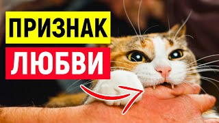 15 признаков того, что ВАША КОШКА СЧИТАЕТ ВАС СВОЕЙ МАМОЙ