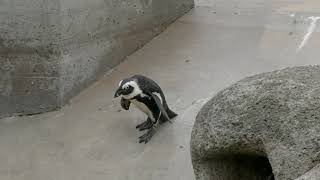 Esels-Pinguine im Zoo Basel