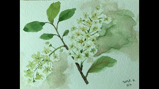 Watercolor Painting / White Flowering Tree