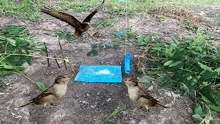 Awesome Quick Bird Trap-How To Bait Bird Using Water Pipe & Small Tree To Catch Bird