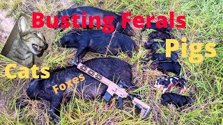 Chasing Pigs, Cats And Trapping Another Fox