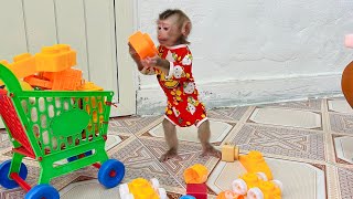 Baby monkey Tina helped her mother clean up her toys when she saw her busy.