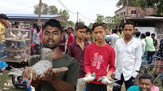 Cheapest pigeon market, all types of pigeons available here| #pigeonmarket #giribaz #madrasi_pigeon