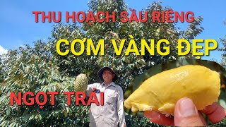 Thu Hoạch Sầu Riêng, Cơm Vàng Đẹp Ngọt Trái