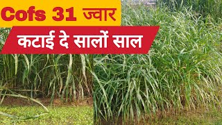 ऐसी ज्वार जो दे कटाई सालों साल | दूध बढ़ाकर करदे मालामाल #cofs31 #milkproduction #viral