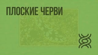 Плоские черви. Видеоурок по биологии 7 класс