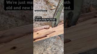 TERMITE DAMAGE - #shortsvideo #shortsfeed #home #homerenovation #woodworking #damage