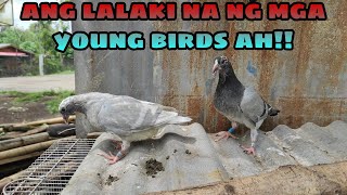 OPAL WHITE BAR PIED malaki na, GERMAN BEAUTY HOMER damulag na ( Rare colored and Fancy pigeons)