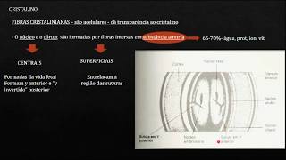 Anatomia  Bloco 4   Cristalino e Seio Camerular   Dra  Juliana Barbi