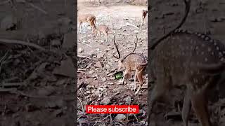 Wild animals #deer #national Park #shorts #viral #angul