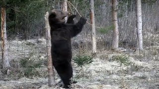 Bears Dancing To 'Jungle Boogie'/bear dance #bear #bearcartoon #shorts #animals #beautyofnature