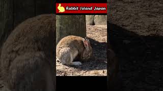 Rabbit: "Let's rest here today." #rabbit #bunny #shorts