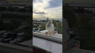 Seagull Patiently Awaits for A Piece of Bread #seagulls #Istanbul #shorts