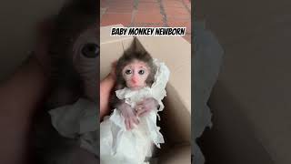 baby monkey #babyanimal #mongkey #babymonkey #cute #babymonpai #animals #babyprimate #monkey