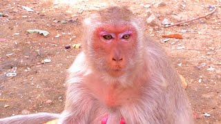 😍 Beautifully monkey, Sara. @PhnomProsWildlifeParkVideo