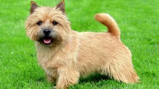 Norwich Terrier | Facts, History & Characteristics