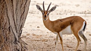 لاتحداني | بندر بن عوير و علي بن حمري