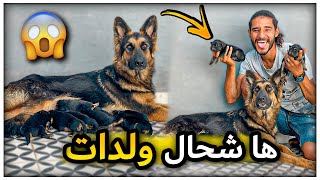 وأخيرًا كلبتي ولدات شاهد الولادة أكثر من عشرة جراء الراعي الألماني 😱 صدمة