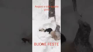 Buone feste dal panda