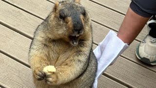 Meet the Adorable Himalayan Marmot Dad and His Playful Pups! 🐾❤️