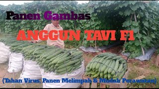 Panen Gambas ANGGUN TAVI F1 di Lampung Timur #gambas #angguntavif1 #cappanahmerah