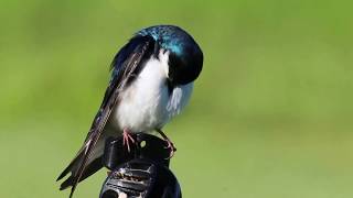 Tree Swallow Sounds