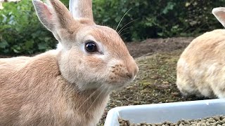 Wild rabbit with beautiful eyes