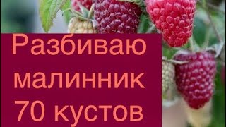 VLOG Разбиваю малинник 2021