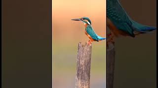 Kingfisher bird#shorts #shortvideo #kingfisher #birds #birdsounds#birdsong