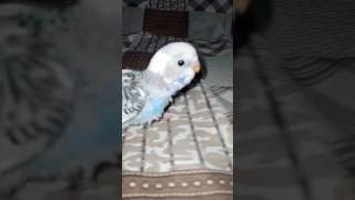 Baby Budgie Walking. #babybudgies #budgies