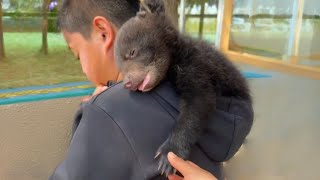 A man adopted a stray bear, it considered him DAD, but when the mother bear came