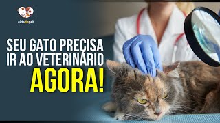 7 SINAIS PREOCUPANTES DE QUE SEU GATO PRECISA IR AO VETERINÁRIO AGORA - PROBLEMAS DE SAÚDE