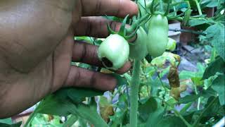 HOW TO STOP TOMATO BLOSSOM END ROT!!!