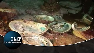 Die Abalone-Wilderer – Der Kampf um den Erhalt einer Seeschneckenart