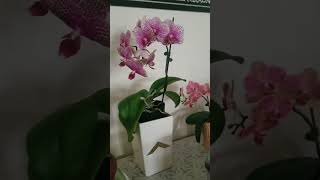 Moth Orchid House Plant