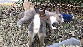 Rabbit fights are very fierce.