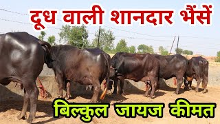 घर रखने लायक जायज कीमत पर शानदार पशुधन   सभी की सभी भैंसें दूध वाली   Khatu Shyam Dairy Farm