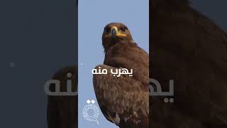 العصفور يلحق الصقر