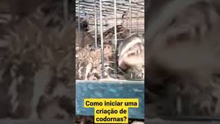 COMO COMEÇAR UMA CRIAÇÃO DE CODORNAS