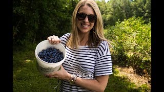 Blueberry Picking at Stateline Blueberries