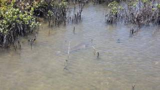 Crawling redfish